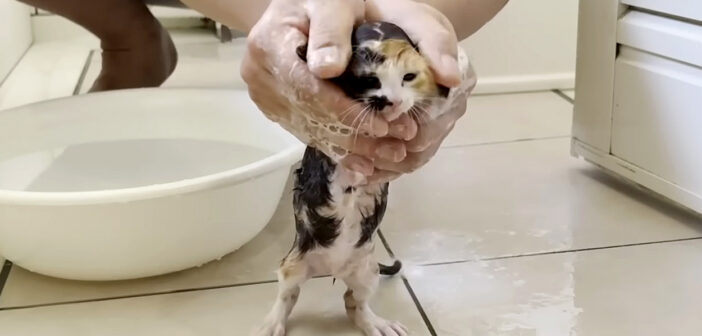 野良出身だけに濡れることがそれほど嫌じゃない子猫達。お風呂で大人しく体を洗わせてくれる様子がとっても可愛かった♡