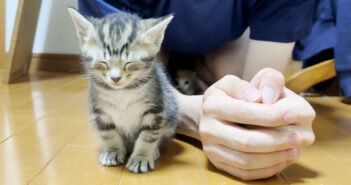 お兄ちゃんの隣でウトウトする子猫