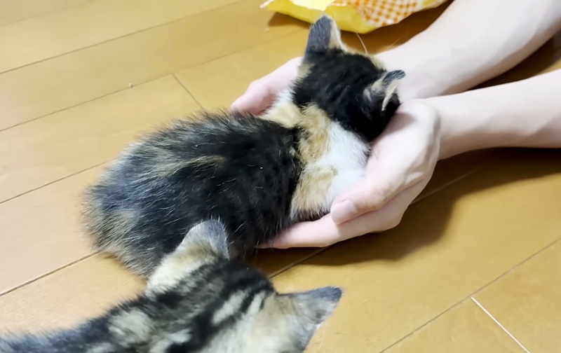 手の平で寝落ちする子猫
