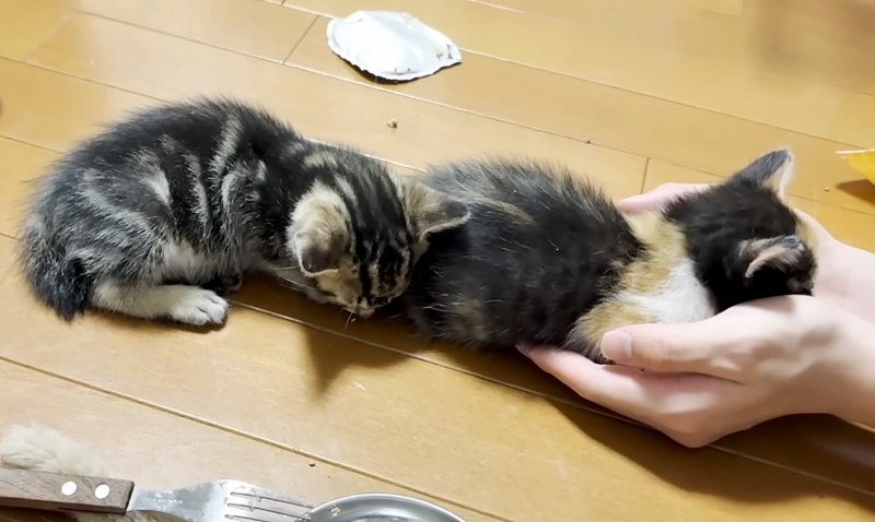 くっついて眠る子猫達