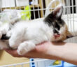 手の平で眠る子猫