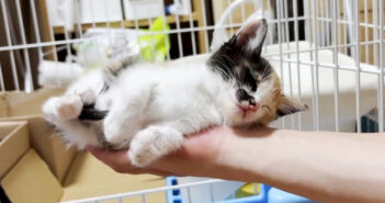 手の平で眠る子猫