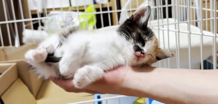 手の平で眠る子猫