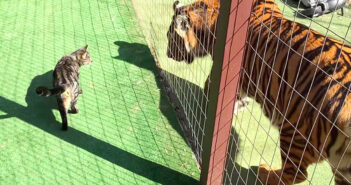 仲良しなトラと猫