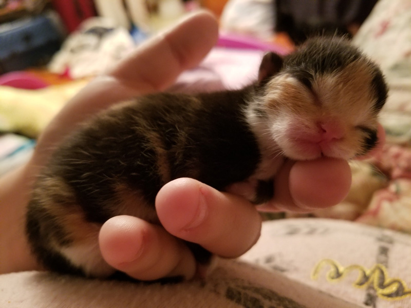 持たれる子猫