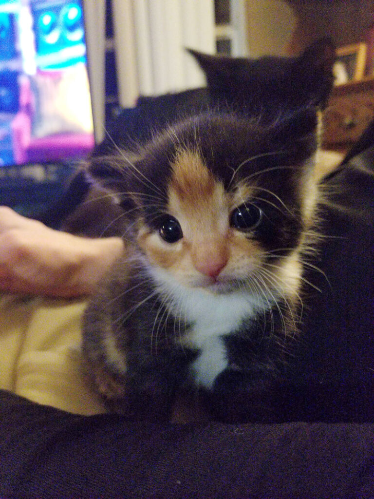 座る子猫