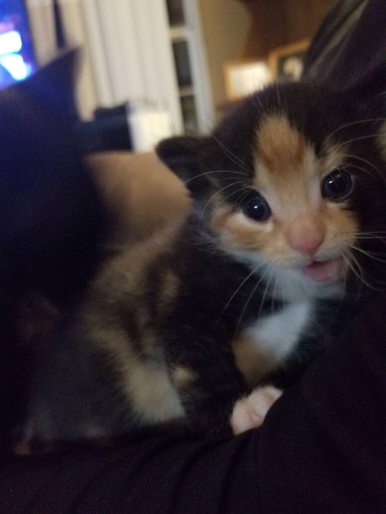 成長した子猫