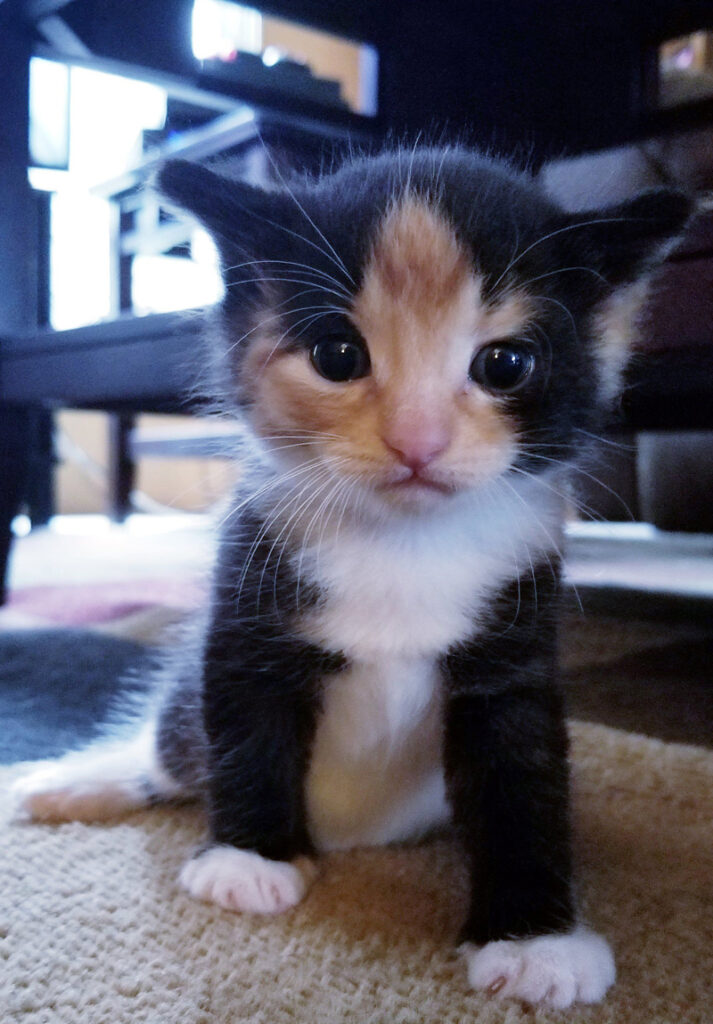 見つめる子猫