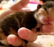 小さな子猫