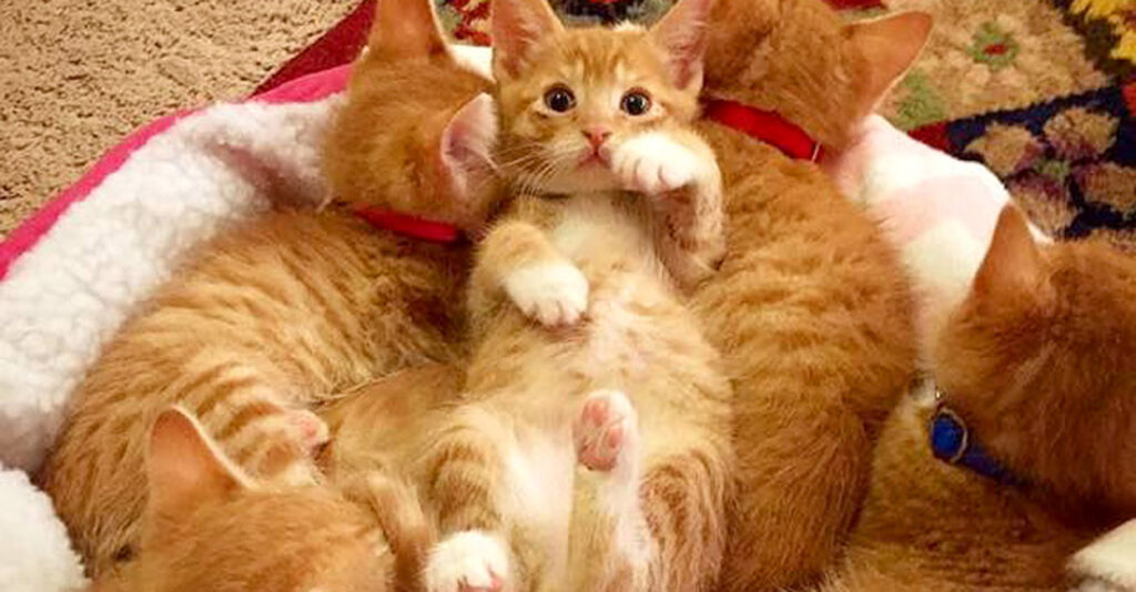 茶トラの親猫に注意され手をあげられふせるサバトラ子猫の写真