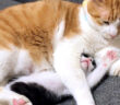 猫に取り押さえられる子猫
