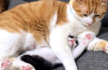 猫に取り押さえられる子猫