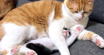 猫に取り押さえられる子猫
