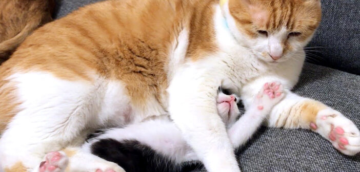 猫に取り押さえられる子猫