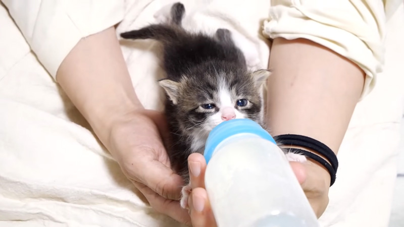 ミルクを飲む子猫