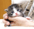 うっとりうっとりする子猫