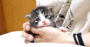 うっとりうっとりする子猫