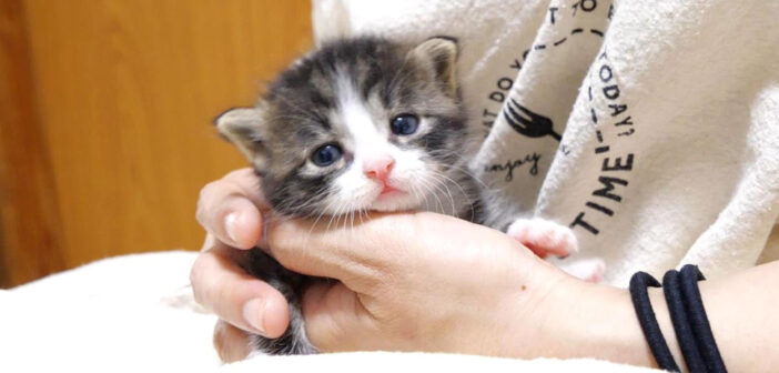 うっとりうっとりする子猫
