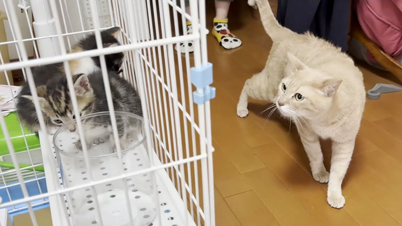 先住猫と子猫達の初対面