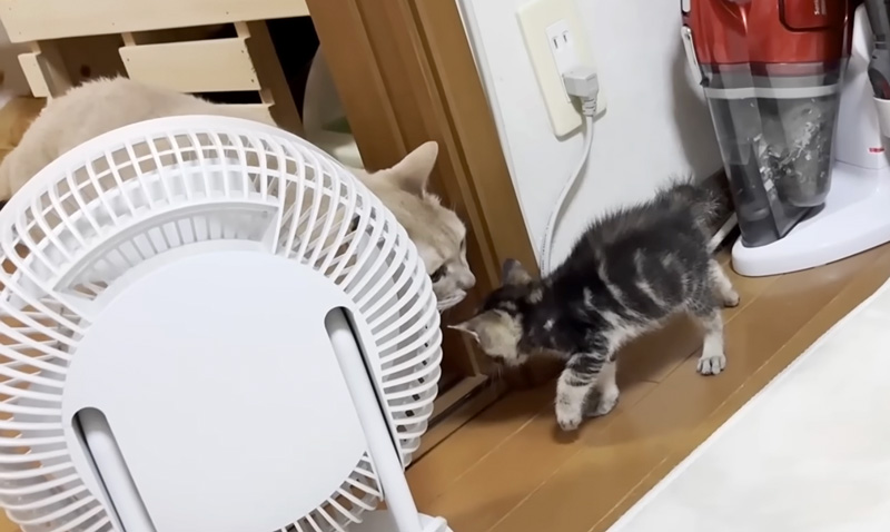 先住猫と子猫の初対面