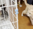 先住猫と子猫達の初対面
