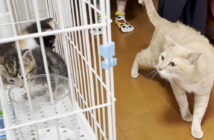 先住猫と子猫達の初対面