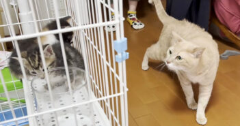 先住猫と子猫達の初対面