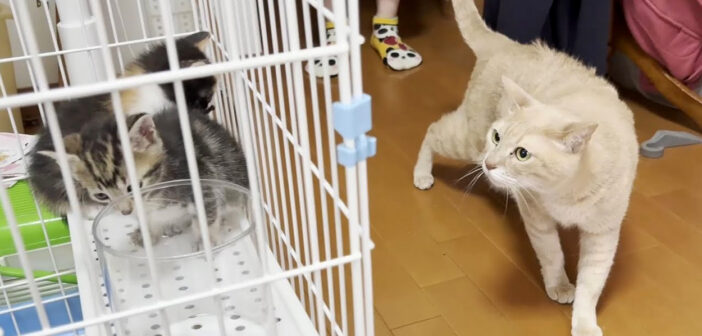 今までに7匹の子猫を迎え入れたベテラン先住猫が、保護子猫達とご対面。お互いにドキドキの様子が妙に可愛かった♡