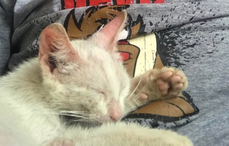 眠る子猫
