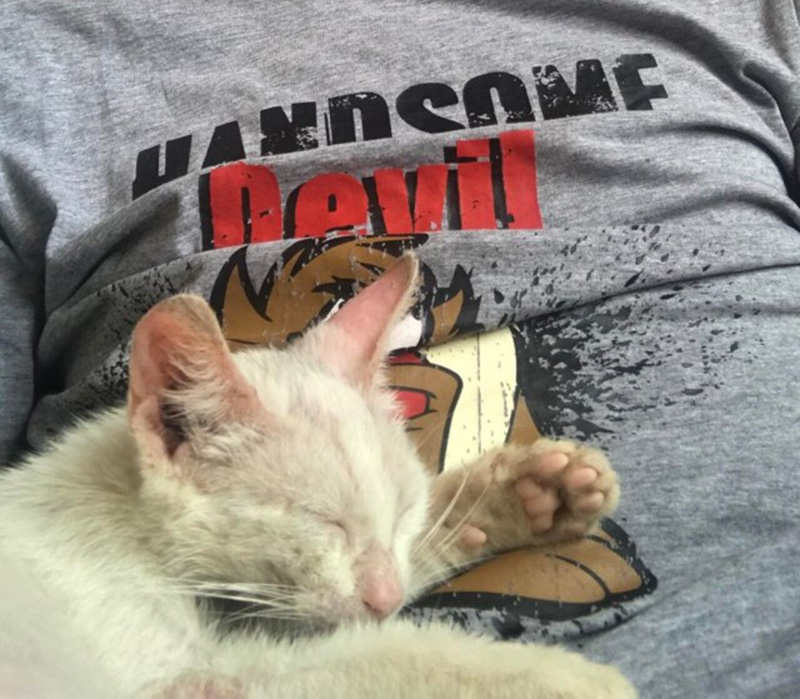 お腹の上で眠る子猫