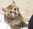 遊びたい子猫