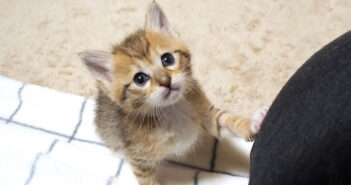 よちよち歩きの子猫が「遊ぼうよ〜」と誘いにやって来た♪ あどけない表情で甘えてくる様子に思わず胸がキュンとする♡