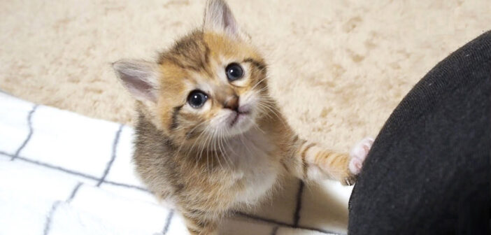 よちよち歩きの子猫が「遊ぼうよ〜」と誘いにやって来た♪ あどけない表情で甘えてくる様子に思わず胸がキュンとする♡