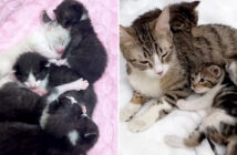 保護された11匹の子猫と2匹の母猫