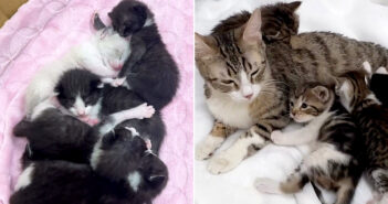 保護された11匹の子猫と2匹の母猫