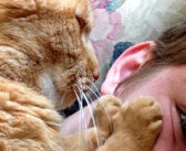 生まれた時からずっと一緒の22歳の老猫。大好きな飼い主さんとの幸せそうな姿にホッコリ (*´ω｀*)