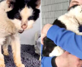 行方不明になってしまった25歳の老猫が、2年ぶりに家族と再会。温かいハグに大きな幸せを感じる姿に思わず胸が熱くなる