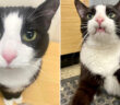 幸せになった老猫