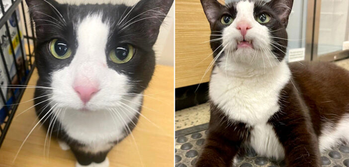 保護施設に二度も返されてしまった老猫。2年半待った後、ついに夢の家族が現れて、幸せいっぱいの日々が始まる (*´ｪ｀*)