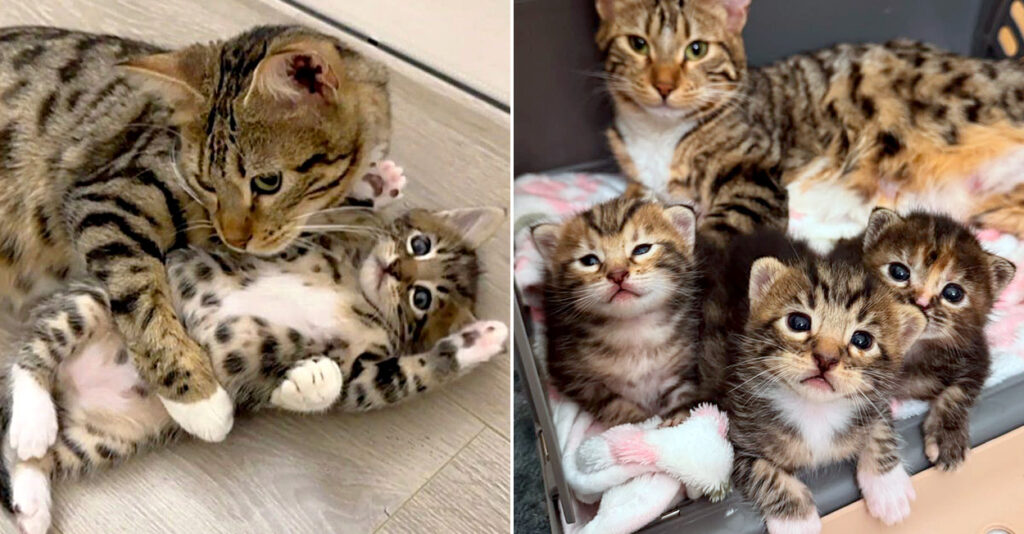 子猫を迎えようと保護施設を訪れた家族。そこで出会った4匹の親子を