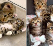 幸せになった猫の親子