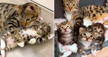 幸せになった猫の親子