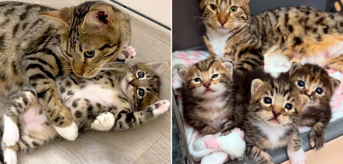 子猫を迎えようと保護施設を訪れた家族。そこで出会った4匹の親子を引き離すことができなくて、全員を家に迎えることに