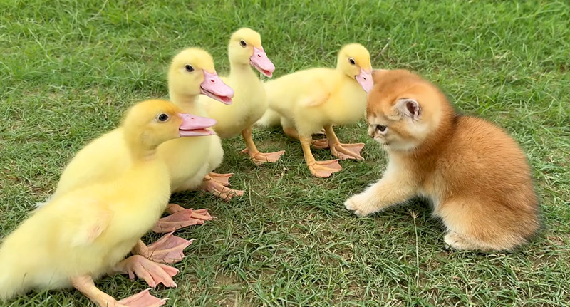 アヒルのヒナ達と休憩する子猫
