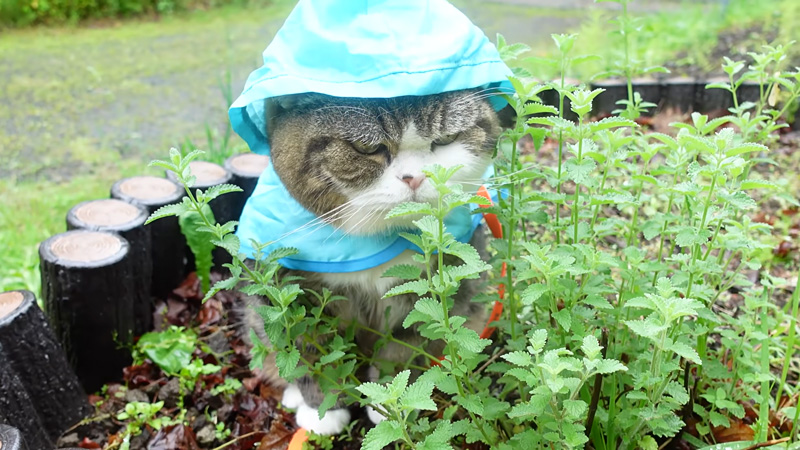 雨の日に散歩を楽しむ猫