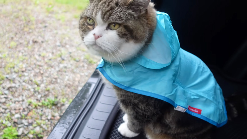 車で雨宿りする猫