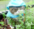 雨の日にカッパを着て散歩を楽しむ猫