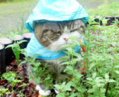雨の日にカッパを着てお散歩する猫さん。濡れるのもお構いなしに、楽しい時間を過ごす様子にホッコリ (*´ω｀*)♡
