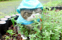 雨の日にカッパを着て散歩を楽しむ猫