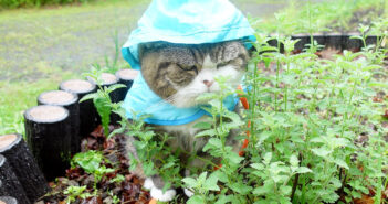 雨の日にカッパを着てお散歩する猫さん。濡れるのもお構いなしに、楽しい時間を過ごす様子にホッコリ (*´ω`*)♡ 雨の日にカッパを着て散歩を楽しむ猫